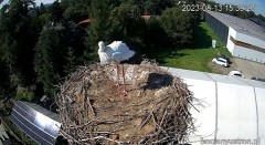 2023-08-13 22_49_00-Bociany Ustroń - transmisja na żywo - YouTube – Maxthon.jpg