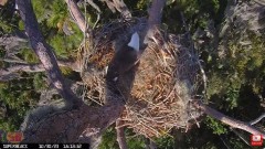 2023-10-30 22_05_17-Central Florida Eagle CAM4 -OVERHEAD- teraz z SuperBeaks CZAT #eagle #sunrise #s.jpg