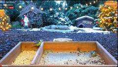 2023-12-04 20_45_14-LIVE 4K 60fps Animal & Bird Feeder Cam - Hedgehog & Bird Watching (3D Binaural A.jpg
