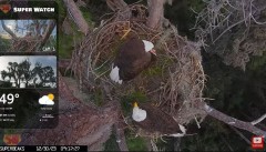 2023-12-30 20_10_04-Central Florida Eagle CAM4 -OVERHEAD- now with SuperBeaks CHAT #eagle #sunrise #.jpg