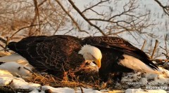 2024-01-22 21_54_34-(1) Decorah Eagles - North Nest powered by EXPLORE.org - YouTube – Maxthon.jpg