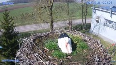 2024-03-26 21_23_27-#Bociany na żywo - #kamera na #gniazdo #Zambrow #WhiteStork #nest #livecam #ptak.jpg