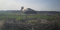 2024-03-27 10_33_41-Gniew BOCIAN BIAŁY - kamera na żywo WebCamera.pl – Maxthon.jpg