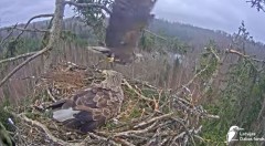 2024-04-05 23_09_47-Jūras ērgļi (Haliaeetus albicilla) Durbē - LDF tiešraide - YouTube – Maxthon.jpg