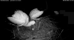 IMG_2155.jpeg