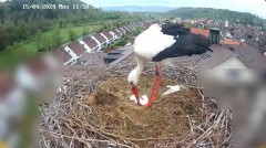 2024-04-15 12_27_48-Glattfelder Storchencam - YouTube – Maxthon.jpg