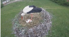 IMG_5443.jpeg