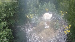 2024-05-02 21_37_46-Gniazdo bociana Czermna - YouTube – Maxthon.jpg