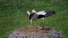 IMG_1109.jpeg