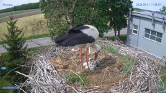 2024-05-11 23_15_52-#Bocian #gniazdo #Zambrow #kamera #nażywo #ptaki #WhiteStork #nest #livecamera #.jpg