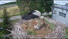 2024-05-11 23_16_06-#Bocian #gniazdo #Zambrow #kamera #nażywo #ptaki #WhiteStork #nest #livecamera #.jpg