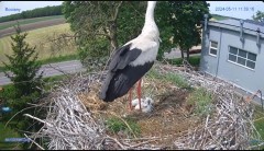 2024-05-11 23_16_18-#Bocian #gniazdo #Zambrow #kamera #nażywo #ptaki #WhiteStork #nest #livecamera #.jpg