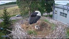 2024-05-11 23_16_32-#Bocian #gniazdo #Zambrow #kamera #nażywo #ptaki #WhiteStork #nest #livecamera #.jpg