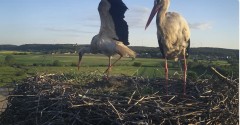 IMG_4557.jpeg