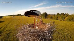 2024-05-18 09_32_49-Bocianie gniazdo w mieście Czemierniki - Kamera online - live 2024 - YouTube – M.jpg