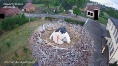 Trochę pokropiło, więc trzeba było chronić pisklęta pod skrzydłami