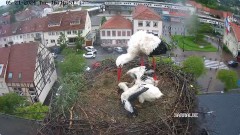 IMG_1106.jpeg