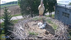 2024-05-21 23_27_07-#Bocian #gniazdo #Zambrow #kamera #nażywo #ptaki #WhiteStork #nest #livecamera #.jpg