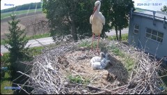 2024-05-21 23_27_21-#Bocian #gniazdo #Zambrow #kamera #nażywo #ptaki #WhiteStork #nest #livecamera #.jpg