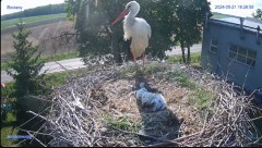 2024-05-21 23_27_43-#Bocian #gniazdo #Zambrow #kamera #nażywo #ptaki #WhiteStork #nest #livecamera #.jpg