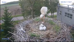 2024-05-21 23_28_04-#Bocian #gniazdo #Zambrow #kamera #nażywo #ptaki #WhiteStork #nest #livecamera #.jpg