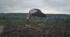 2024-05-23 12_40_33-Gniew BOCIAN BIAŁY - kamera na żywo WebCamera.pl – Maxthon.jpg