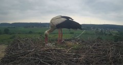 2024-05-23 12_40_56-Gniew BOCIAN BIAŁY - kamera na żywo WebCamera.pl – Maxthon.jpg