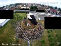 2024-05-23 22_12_37-Bocian Wojtek i jego rodzinka z Orzechowa - Żerkowsko-Czeszewski Park Krajobrazo.jpg