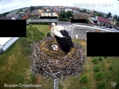 2024-05-23 22_13_03-Bocian Wojtek i jego rodzinka z Orzechowa - Żerkowsko-Czeszewski Park Krajobrazo.jpg