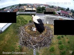 2024-05-23 22_13_25-Bocian Wojtek i jego rodzinka z Orzechowa - Żerkowsko-Czeszewski Park Krajobrazo.jpg