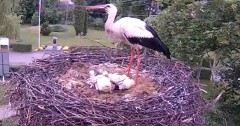 2024-05-23 20_04_59-Gniazdo bociana Tyrawa Wołoska - kamera na żywo WebCamera.pl – Maxthon.jpg