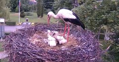 2024-05-23 20_05_29-Gniazdo bociana Tyrawa Wołoska - kamera na żywo WebCamera.pl – Maxthon.jpg