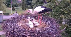 2024-05-23 20_06_02-Gniazdo bociana Tyrawa Wołoska - kamera na żywo WebCamera.pl – Maxthon.jpg