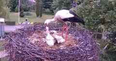 2024-05-23 20_05_32-Gniazdo bociana Tyrawa Wołoska - kamera na żywo WebCamera.pl – Maxthon.jpg