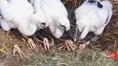 Sznurek znalazł się pomiędzy nogami piskląt