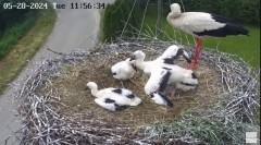 2024-05-28 23_48_35-Gniazdo bocianie na żywo. Posada Zarszyńska, Kamery.LIVE - YouTube – Maxthon.jpg