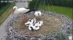 2024-05-28 23_49_21-Gniazdo bocianie na żywo. Posada Zarszyńska, Kamery.LIVE - YouTube – Maxthon.jpg