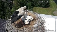 2024-05-28 23_55_05-Bociany Ustroń - transmisja na żywo - YouTube – Maxthon.jpg