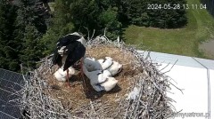 2024-05-28 23_56_03-Bociany Ustroń - transmisja na żywo - YouTube – Maxthon.jpg