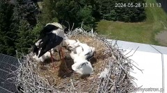 2024-05-28 23_56_12-Bociany Ustroń - transmisja na żywo - YouTube – Maxthon.jpg