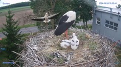 2024-05-29 00_07_15-#Bocian #gniazdo #Zambrow #kamera #nażywo #ptaki #WhiteStork #nest #livecamera #.jpg