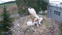 2024-05-29 00_03_29-#Bocian #gniazdo #Zambrow #kamera #nażywo #ptaki #WhiteStork #nest #livecamera #.jpg