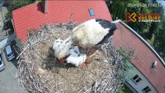 2024-05-29 00_21_47-Pola i Wicek - Bociany z Polkowic Live Stream - YouTube – Maxthon.jpg