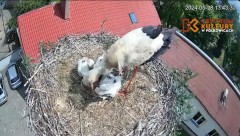 2024-05-29 00_22_16-Pola i Wicek - Bociany z Polkowic Live Stream - YouTube – Maxthon.jpg
