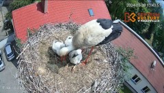 2024-05-29 00_22_38-Pola i Wicek - Bociany z Polkowic Live Stream - YouTube – Maxthon.jpg