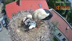 2024-05-29 00_22_44-Pola i Wicek - Bociany z Polkowic Live Stream - YouTube – Maxthon.jpg