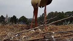IMG_6319.jpeg