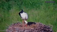 2024-05-29 21_17_10-Bocianie gniazdo Pomerania FRUCHT - YouTube – Maxthon.jpg
