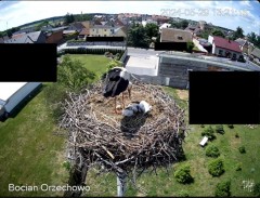 2024-05-29 22_27_00-Bocian Wojtek i jego rodzinka z Orzechowa - Żerkowsko-Czeszewski Park Krajobrazo.jpg