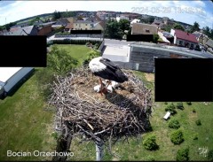 2024-05-29 22_27_19-Bocian Wojtek i jego rodzinka z Orzechowa - Żerkowsko-Czeszewski Park Krajobrazo.jpg